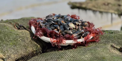 Les huitres de fanny assiette dégustation moules